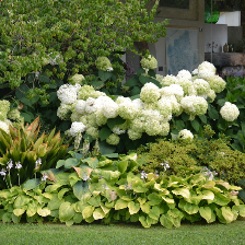 ortensie