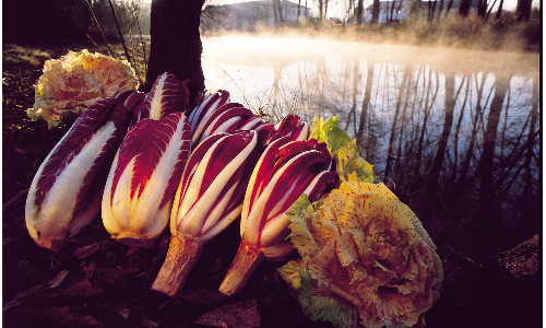 Fiori d'inverno / Mostre del Radicchio di Treviso