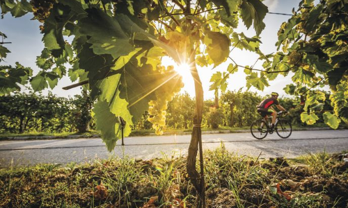 GIRO D'ITALIA: CRONOMETRO SUI COLLI DEL PROSECCO