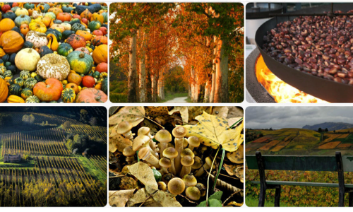 DELIZIE D'AUTUNNO / FALL FLAVORS