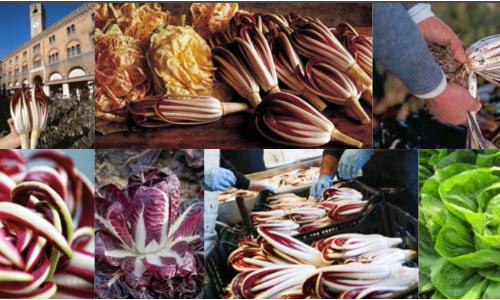 Fiori d'inverno / Mostre del Radicchio di Treviso