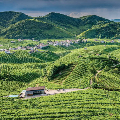 PROSECCORUN: 10 e 21 km SUI COLLI DEL PROSECCO