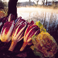 Fiori d'inverno / Mostre del Radicchio di Treviso