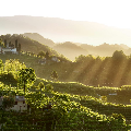 PRIMAVERA DEL PROSECCO  / PROSECCO WINE FESTIVAL