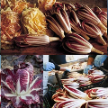 Fiori d'inverno / Mostre del Radicchio di Treviso