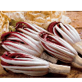 Cocoradicchio 2015 - The red chicory of Treviso festival 